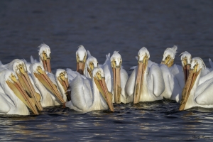 White Pelicans driving a school of fish into shallow water in order to feed on them.  Sony a9 + 100-400mm lens & 2x teleconverter @ 800 mm, ISO 640, f/11, 1/800. ©Stanley Buman. All Rights Reserved, 2018, Swan Lake State Park, IA.