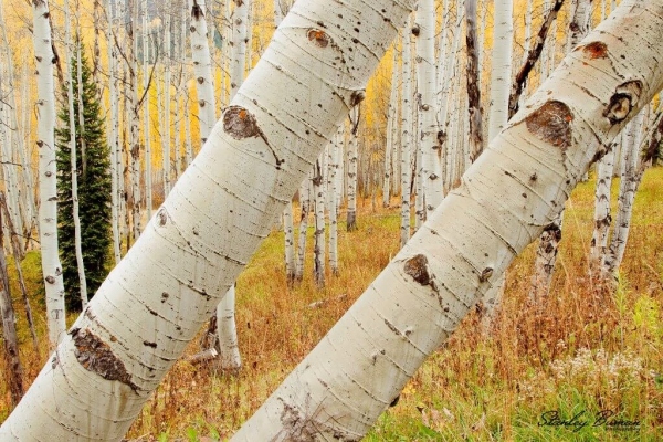 Leaning Quaking Aspen Trees