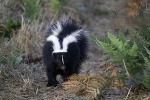 Striped Skunk walking a path along a fence line.  Sony a9 + 100-400mm lens & 1.4x teleconverter @320 mm, ISO 640, f/8, 1/100s.  ©Stanley Buman.  All Rights Reserved.