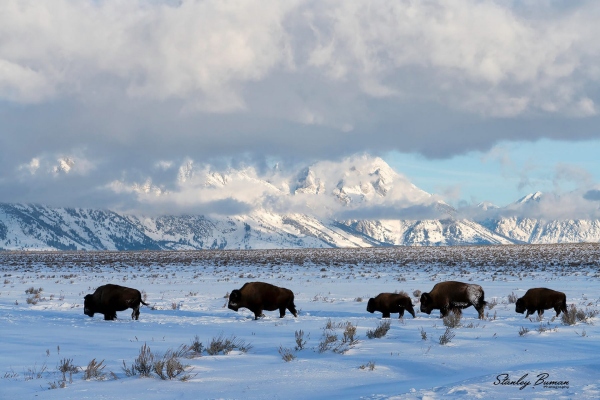 Now that the Bison hunt on the National Elk Refuge has ended, many of the Bison remaining in the Tetons are working their way south to the Refuge.  Feeding conditions are better for the herd on the refuge.  Sony a7R III + 24-105mm lens @94 mm, ISO 800, f/13, 1/800.  ©Stanley Buman.  All Rights Reserved.