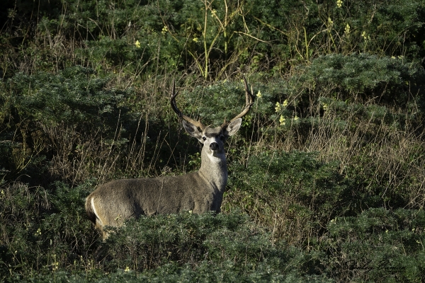 Black-tailed Deer buck in rut.  Sony a9 + 100-400mm lens & 1.4x teleconverter @560 mm, ISO 640, f/8, 1/1000.  ©Stanley Buman.  All Rights Reserved.