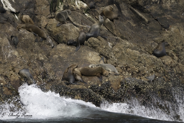 California-Sea-Lions-resting-on-Farallon-Island-7836