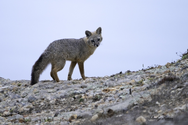 A Gray Fox paused for a photo shoot at dusk on a rock ledge near the Lighthouse.  Sony a9 + 100-400mm lens & 1.4x teleconverter @560 mm, ISO 1250, f/8, 1/15.  ©Stanley Buman.  All Rights Reserved.