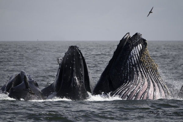 Humpback Whales surfaced while feeding.  Sony a9 + 100-400mm lens & 1.4x teleconverter @560 mm, ISO 640, f/8, 1/2500s.  ©Stanley Buman.  All Rights Reserved.