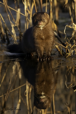 A Mink pauses along a tributary to Willow Creek at Dunbar Slough, Greene County, IA.  Sony a9 + 100-400mm lens & 1.4x teleconverter @ 437 mm, ISO 400, f/8, 1/320.  ©Stanley Buman.  All Rights Reserved.