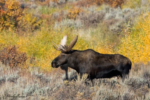 Moose Bull
