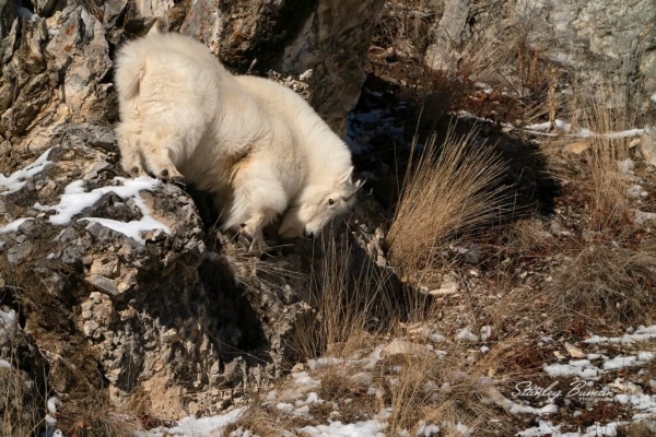 Mountain Goat