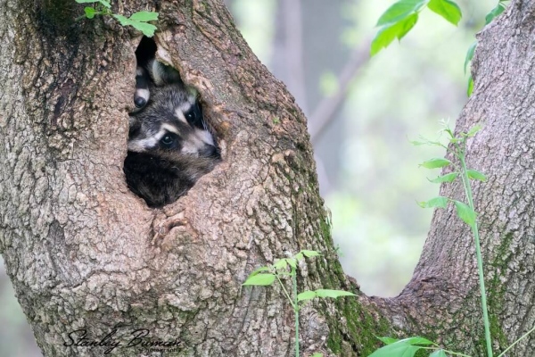 Raccoons