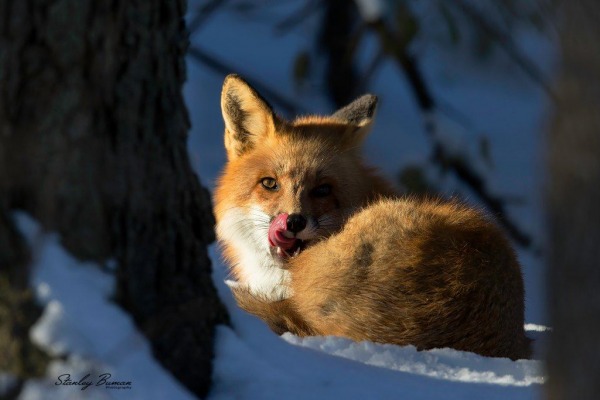 Red Fox