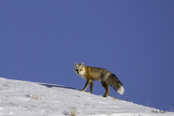 The Red Fox is quite adaptable and is currently expanding its range.  Sony a9 + 100-400mm lens & 1.4x teleconverter @ 560 mm, ISO 400, f/10, 1/2000. ©Stanley Buman. All Rights Reserved.