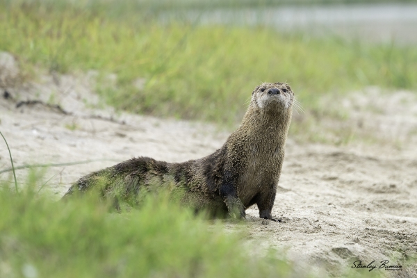 River Otter on the sandy shoreline of Abbott’s Lagoon.  Sony a9 + 100-400mm lens & 1.4x teleconverter @384 mm, ISO 800, f/8, 1/400.  ©Stanley Buman.  All Rights Reserved.