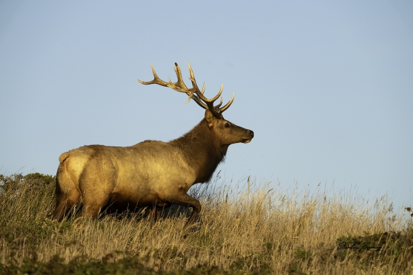 A Tule Elk bull crosses through the grasslands near South Beach.  This animal is part of the Drake’s beach herd.  Sony a9 + 100-400mm lens & 1.4x teleconverter @375 mm, ISO 800, f/8, 1/1000.  ©Stanley Buman.  All Rights Reserved.