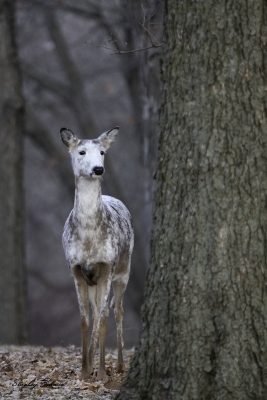 A leucistic White-tailed Deer doe at Swan Lake State Park, Carroll County, IA.  Sony a9 + 100-400mm lens & 1.4x teleconverter @ 560 mm, ISO 2500, f/8, 1/125.  ©Stanley Buman.  All Rights Reserved.