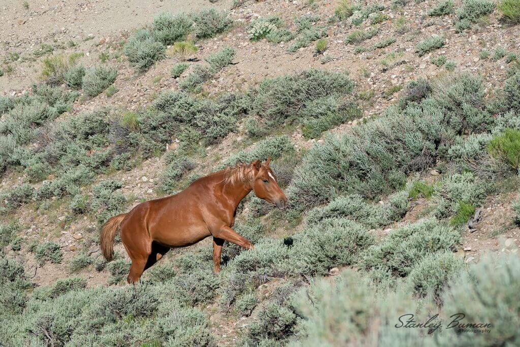 Brown wild horse on Seedskadee National Wildlife Refuge