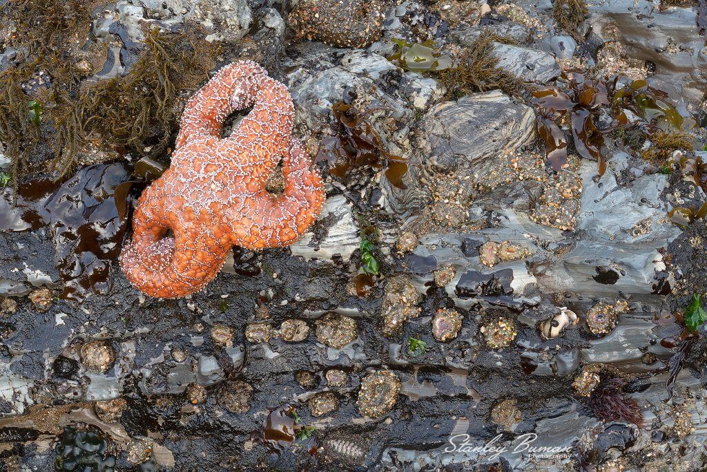 Pink Orange Starfish - Point Reyes National Seashore