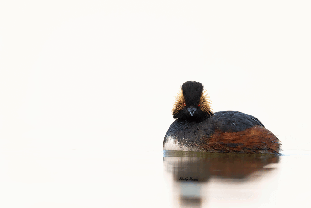 Eared-Grebe-4700